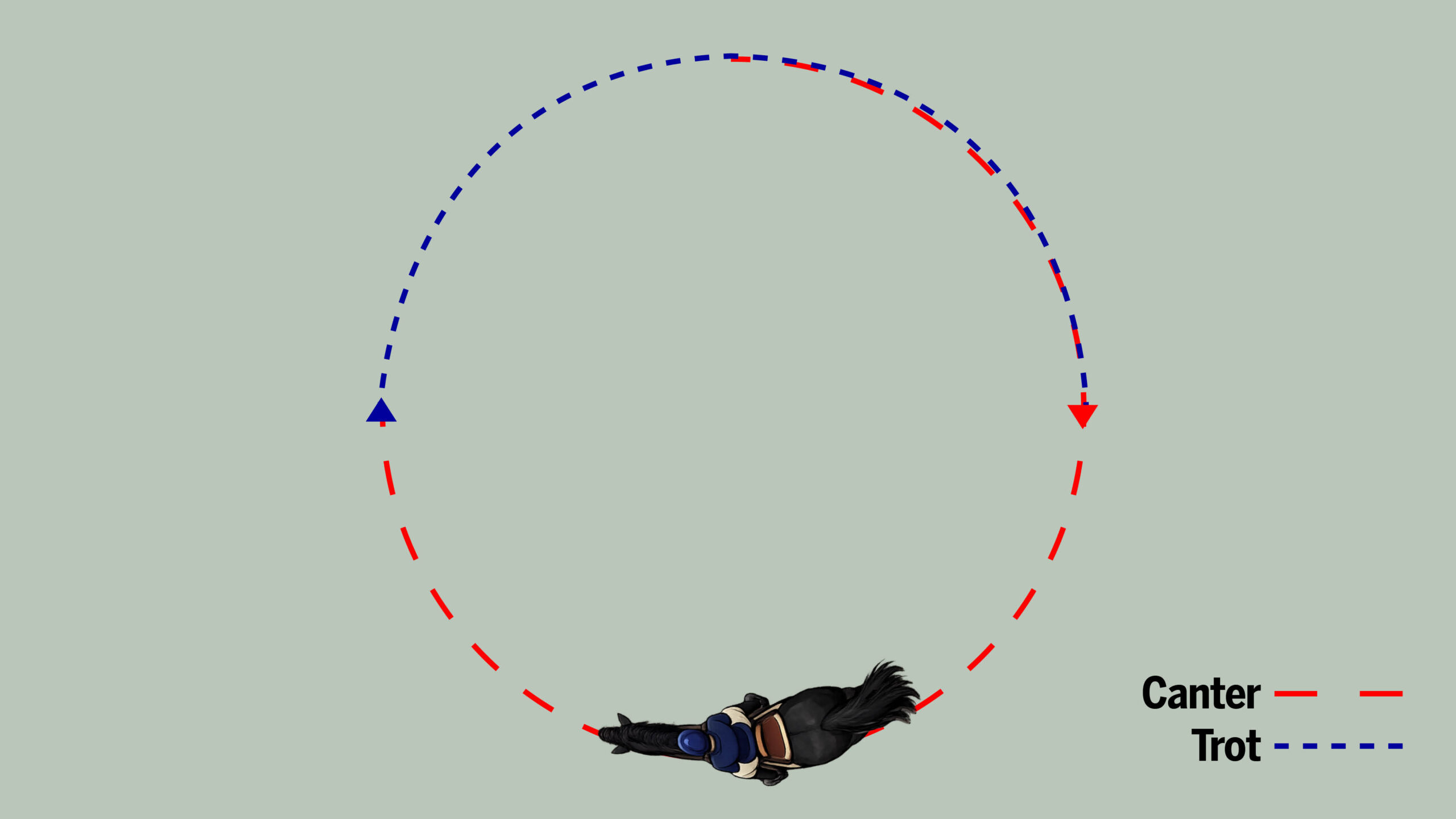 Exercise to practise trot-canter transitions