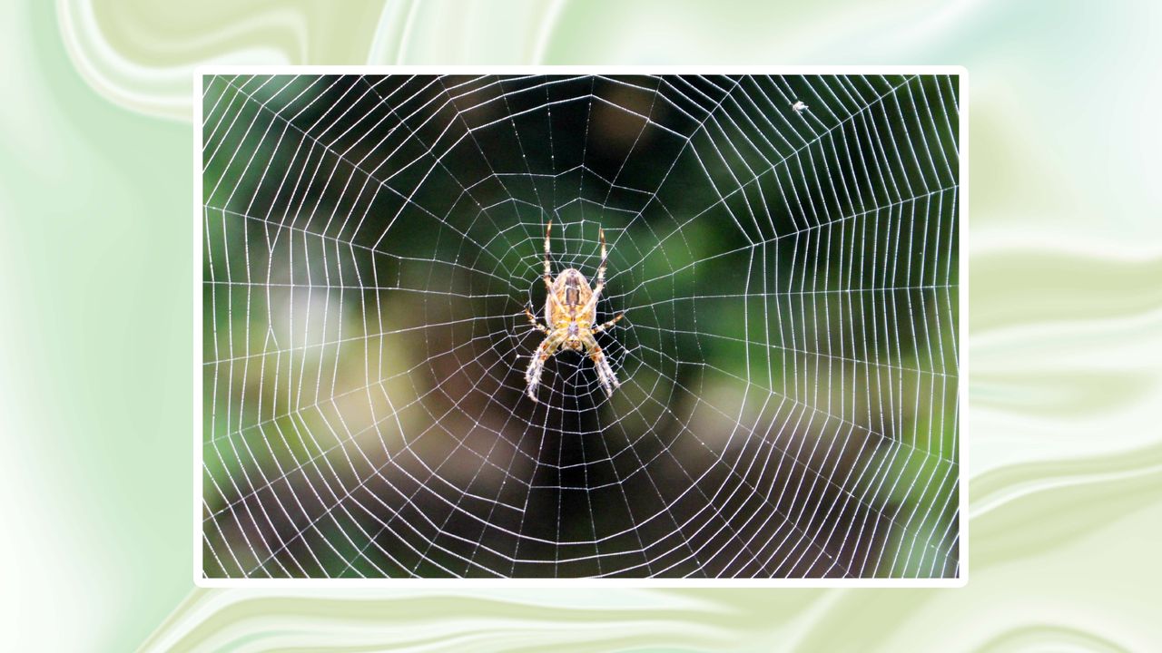 A spider on a window in a web. Insect in the house.