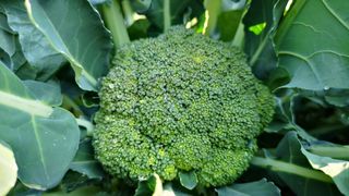 Healthy broccoli growing in a garden