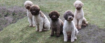 Lagotto Romagnolo dogs.