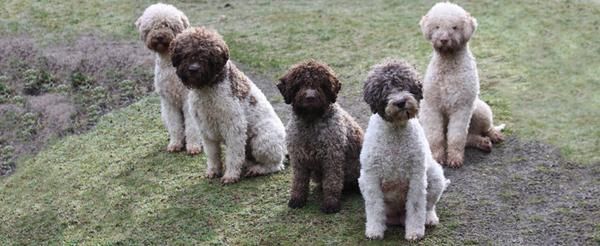 Lagotto Romagnolo dogs.