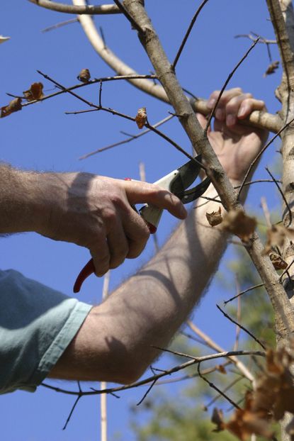 Pruning Of Tree Branches