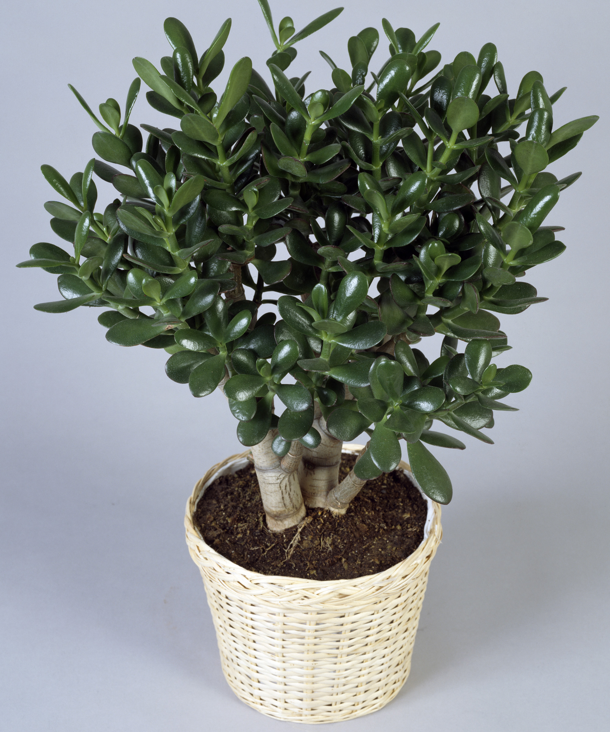 Money plant, also known as jade plant