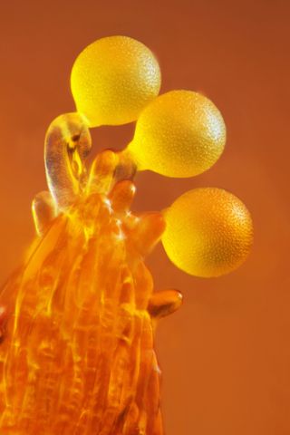 nikon small world competition, pollen