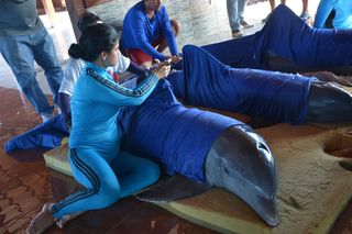 Caretakers moisten the dolphins' skin, as they prepare them for their move to a safe area in Cienfuegos, Cuba.