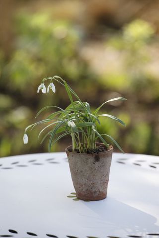 Tiny pot of snowdrops on garden table