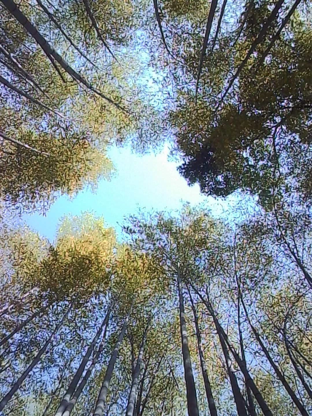 Looking up through a bamboo grove with dense leaves framing the blue sky.