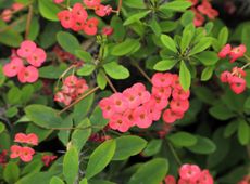 Pink Flowered Crown Of Thorn Plant