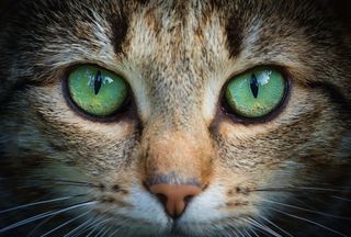 Close up of a cat's face