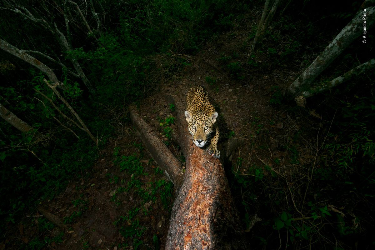 Gunning for the Jaguar &copy; Alejandro Prieto &ndash; Wildlife Photographer of the Year