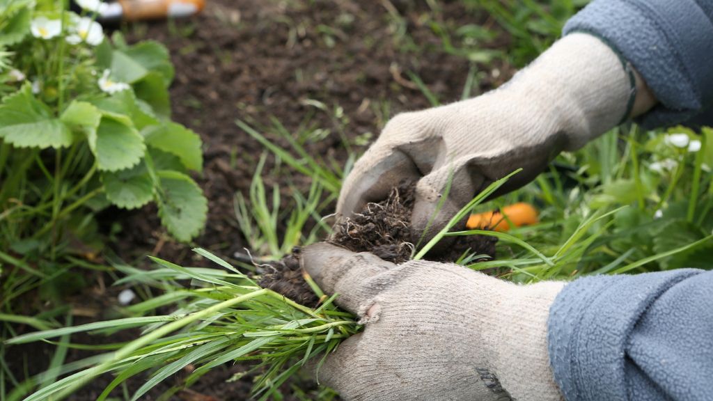 Gloved hands pulling weeds