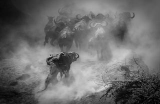 GDT European Wildlife Photographer of the Year 2023