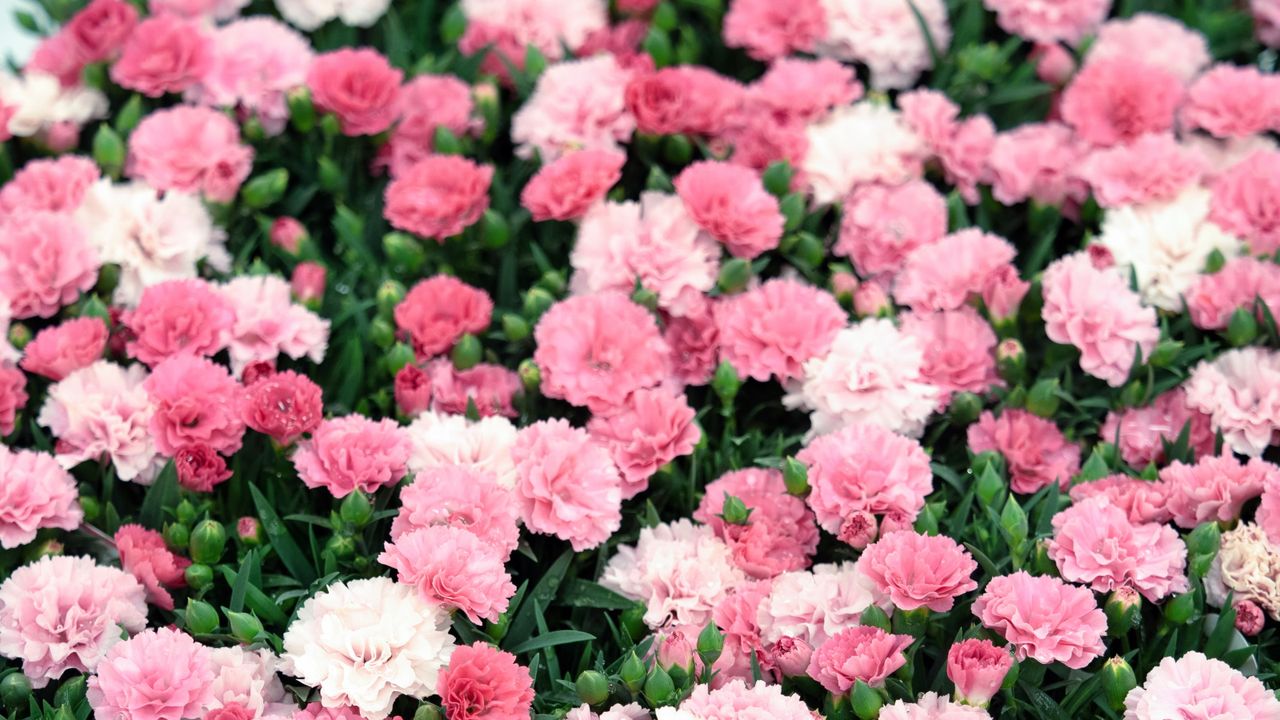 Pink carnation blooms, or dianthus, in a garden