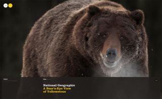 Web design case studies: National Geographic: A Bear's-Eye View of Yellowstone