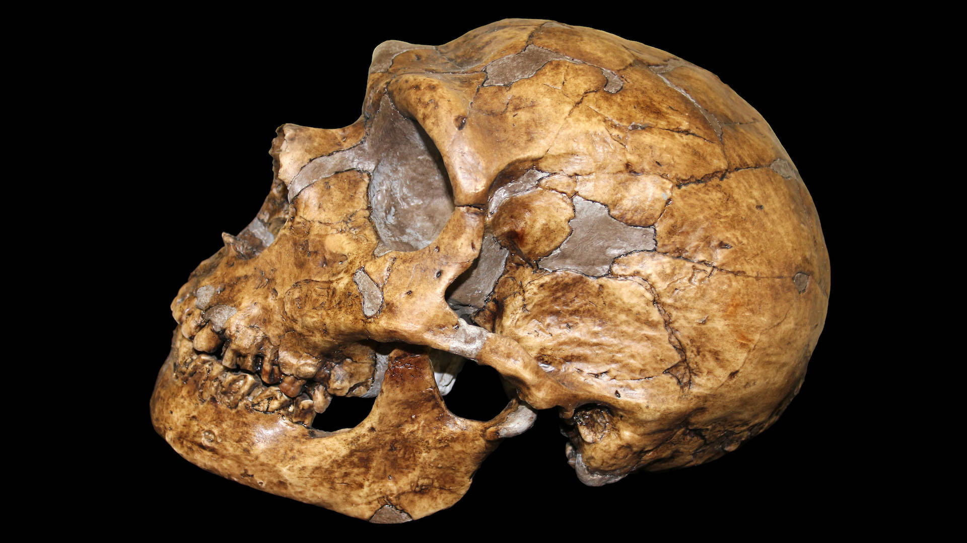 uma fotografia de um crânio de neandertal reconstruído