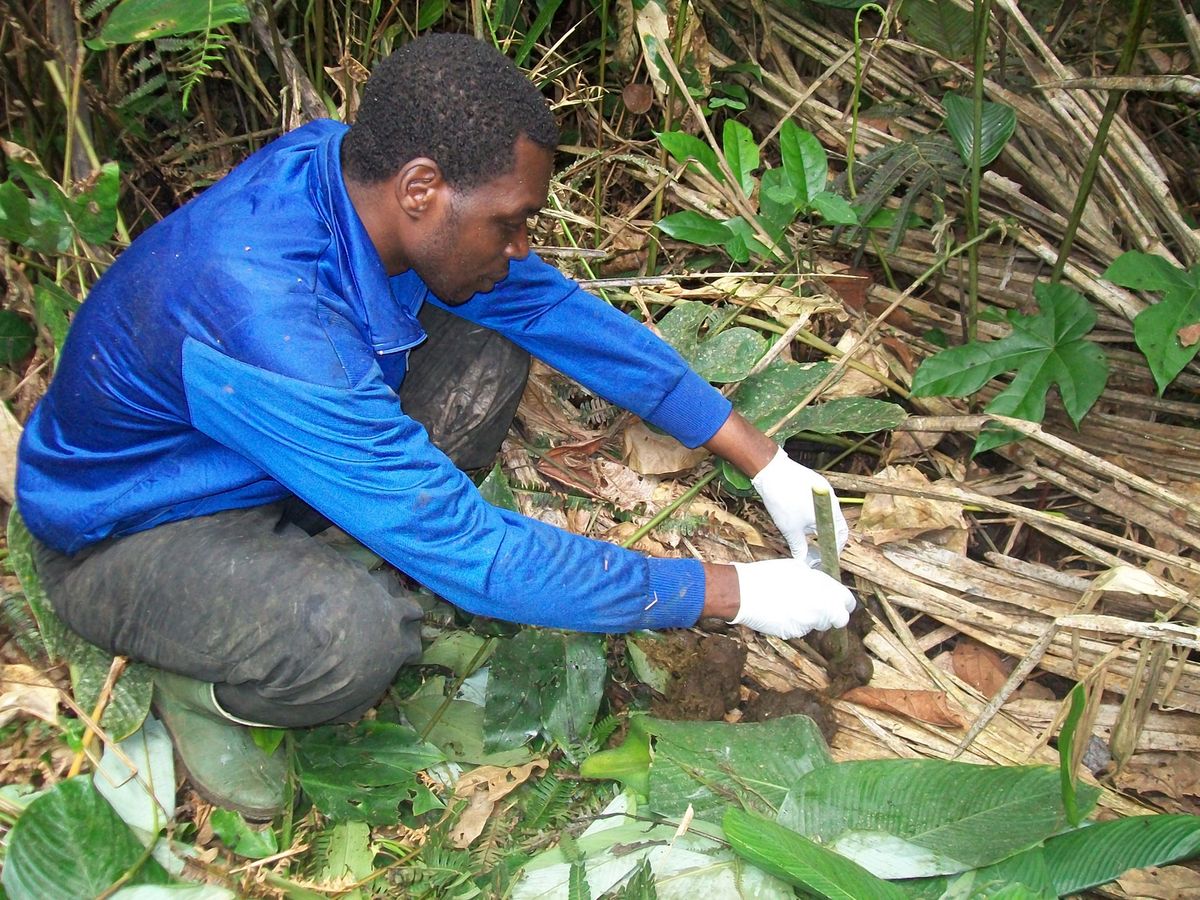 gorilla dung deng deng national park cameroon