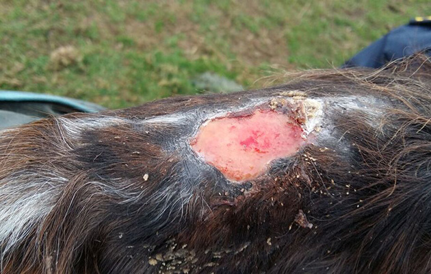Tessa was suffering a large untreated wound on her withers