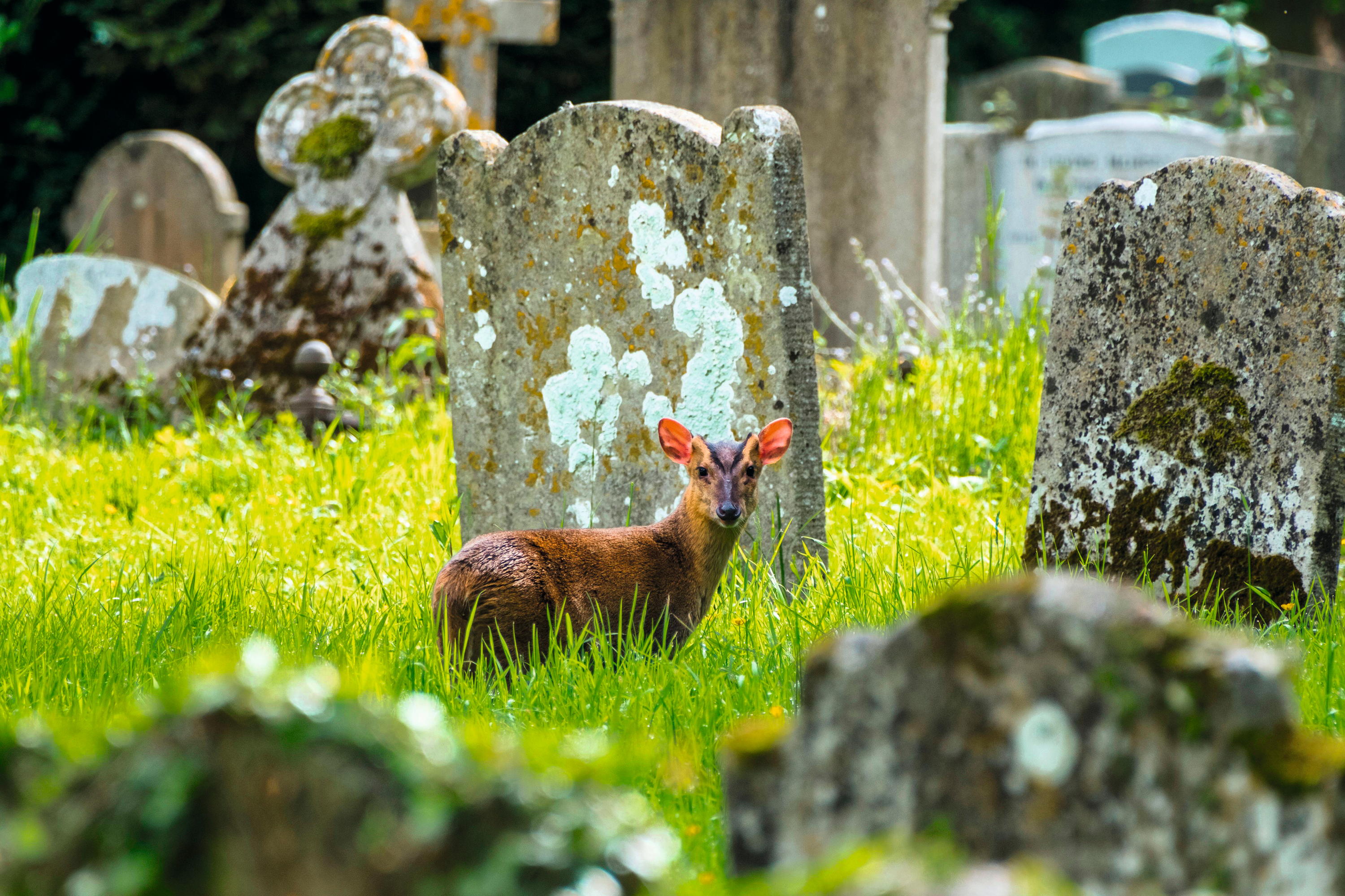 churchyard nature