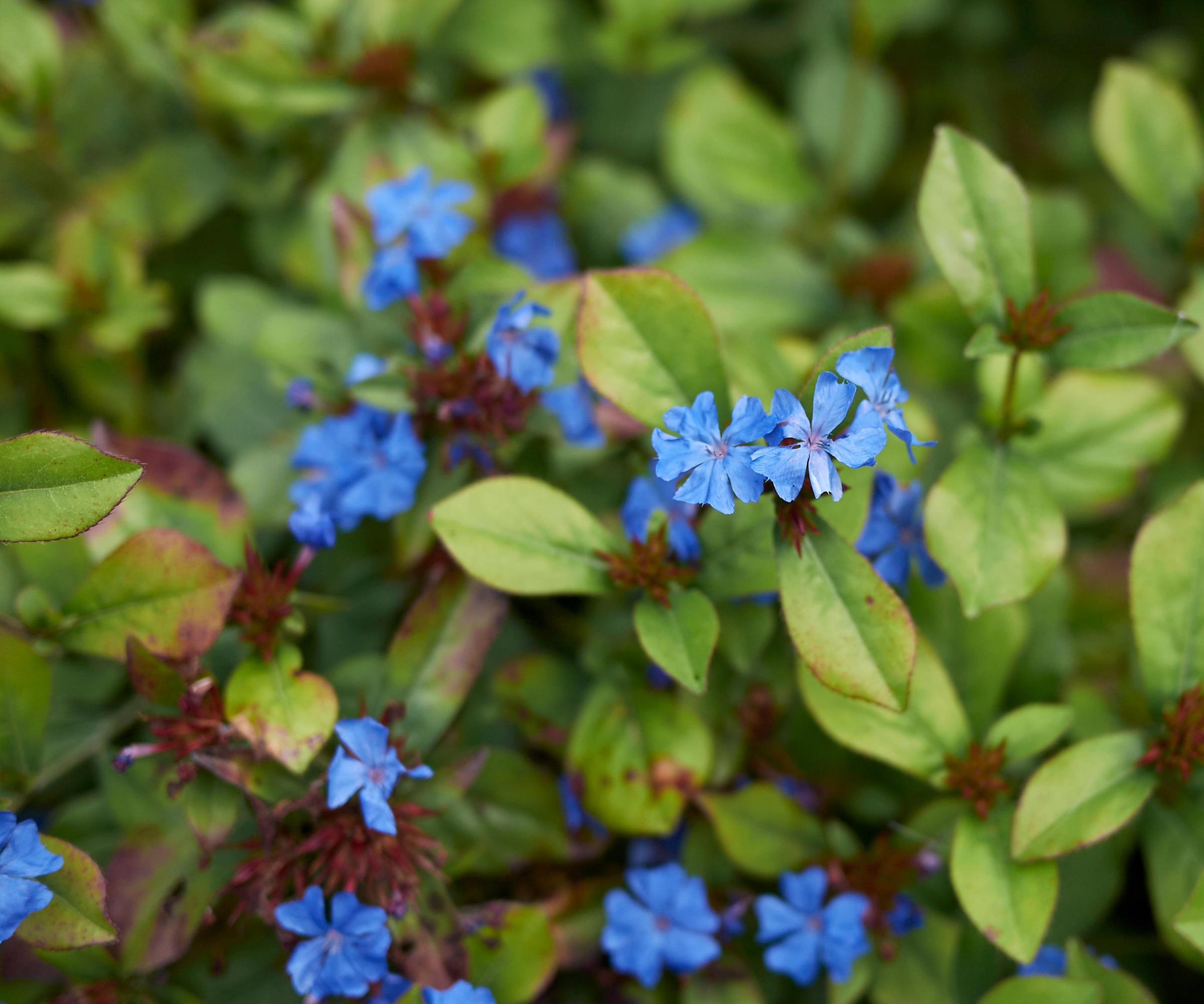 Ceratostigma plumbaginoides, Hardy Plumbago