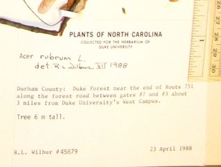 Careful records and herbarium tags from the past helped Elsa relocate the collection sites.