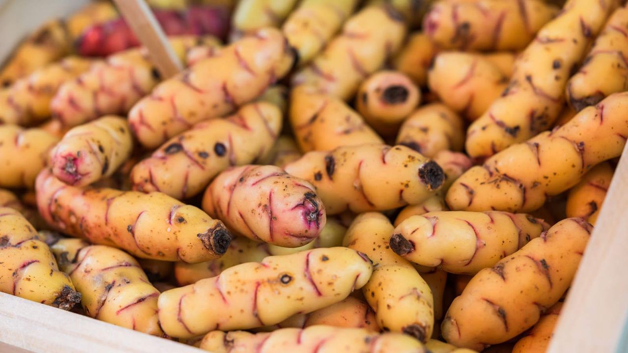 Yellow oca tubers up close