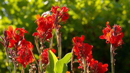 red cannas in garden