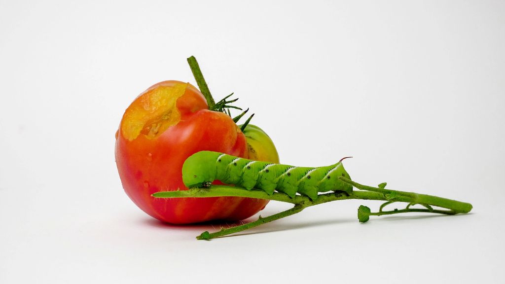 hornworm and tomato