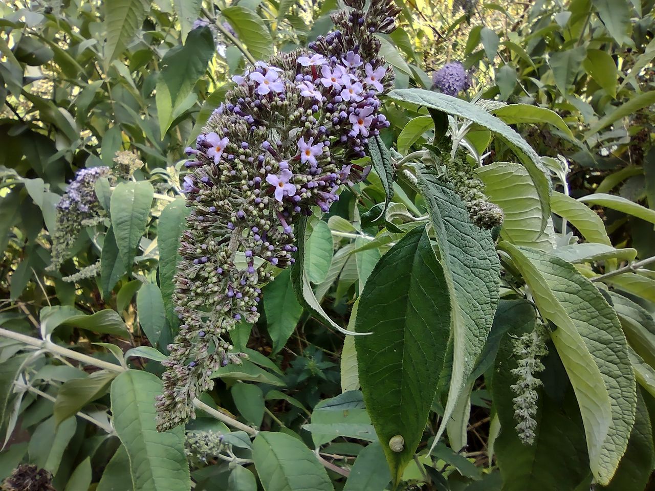 Some foliage shot in standard mode