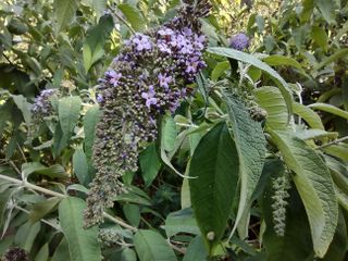 Some foliage shot in standard mode