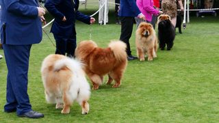 Chow Chows lined up for judging