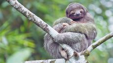 Three-toed sloth sitting on a tree in La Fortuna, Costa Rica 