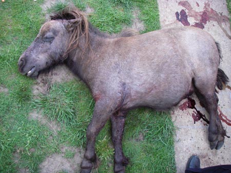dead-shetland.JPG