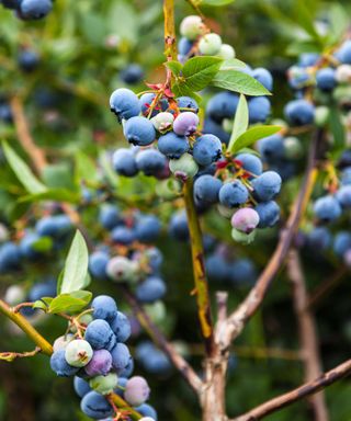 blueberry bush with clusters of fruit