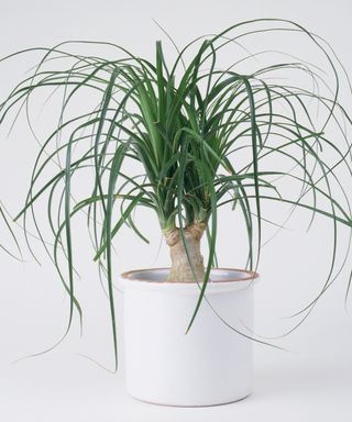 potted ponytail palm also known as Beaucarnea recurvata