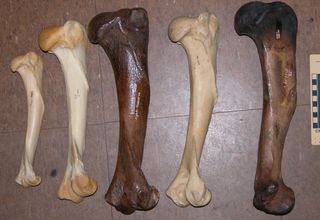 The humerus (leg) bones (from left to right) of a cougar, tiger, saber-toothed cat (Smilodon fatalis), lion and American cave lion.
