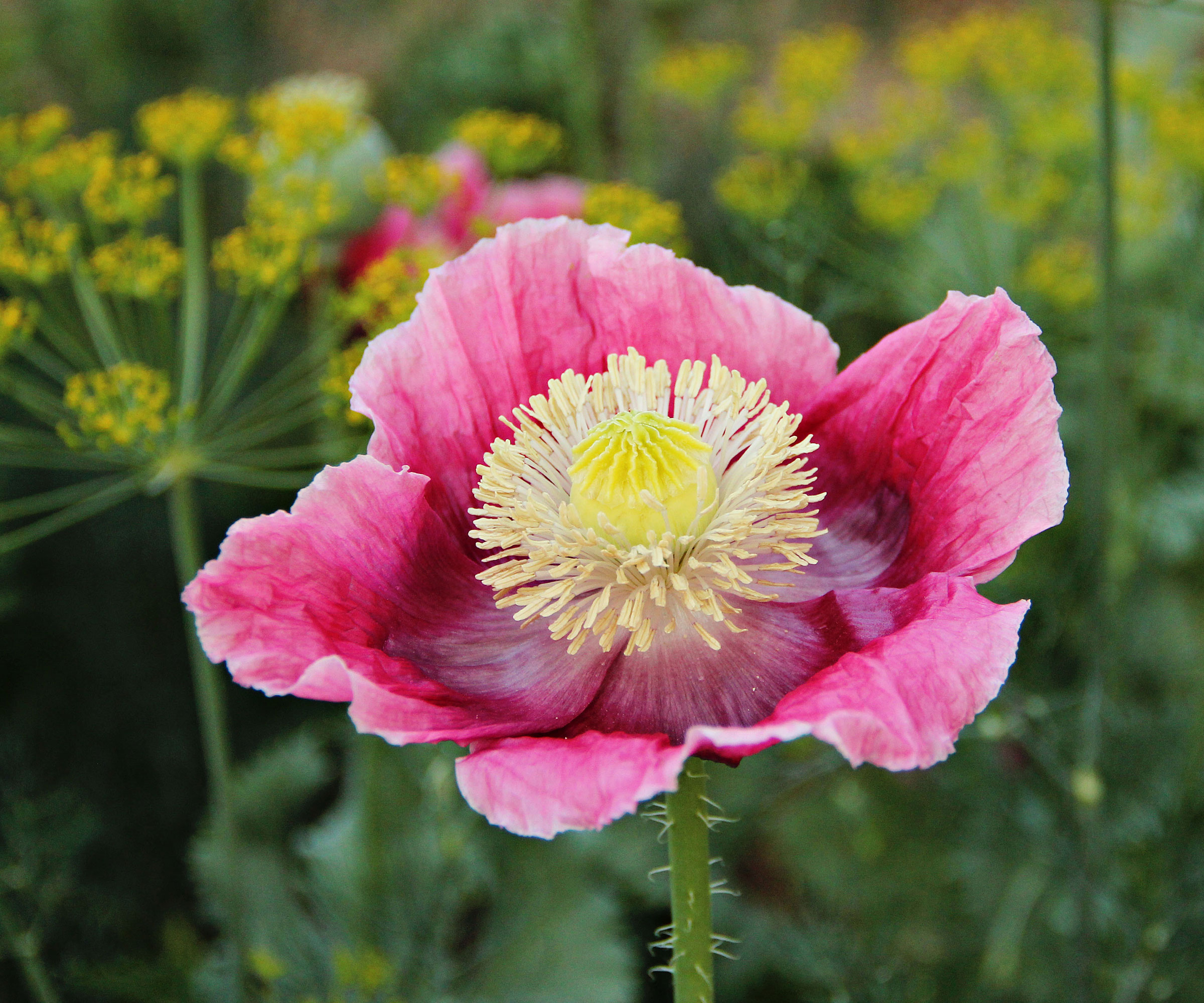 pink oriental poppy with yellow fennel flowers growing behind
