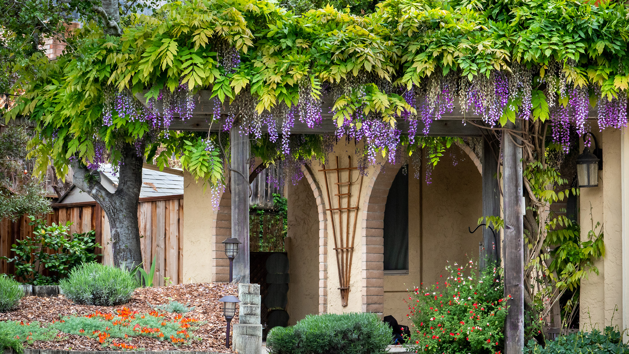 Wisteria