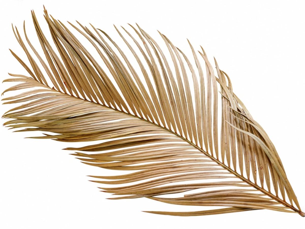 Brown Leaves On Sago Why A Sago Palm Has Brown Leaf Tips Gardening Know How