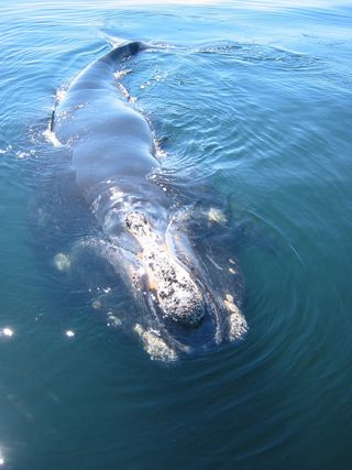 Chronic stress caused by ship noise could make right whales more prone to disease and reproductive problems.
