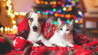 Cat and dog sitting under blanket in front of Christmas tree