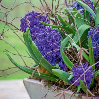 purple blue hyacinths