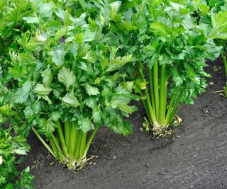 Celery plants growing happily outdoors in a vegetable garden
