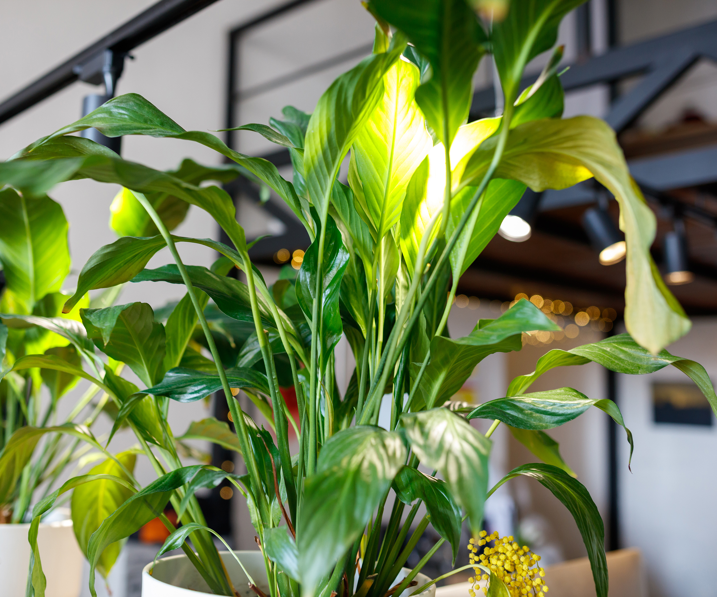 Tall, lush green peace lily plant in a modern indoor setting. Bright light highlights glossy leaves.