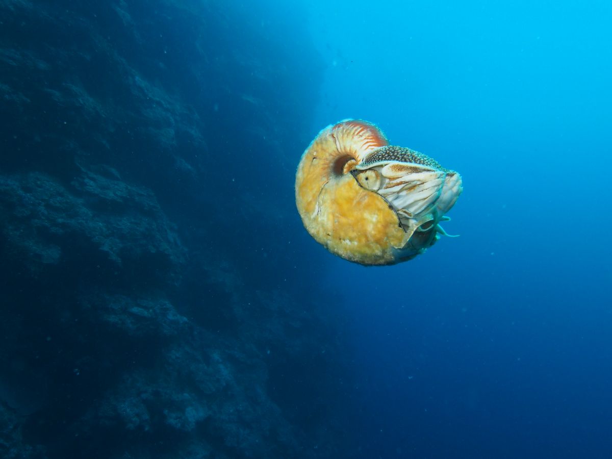 nautilus, rare nautilus, allonautilus scrobiculatus, living fossils, rare sea creatures, nautilus shell, mollusks