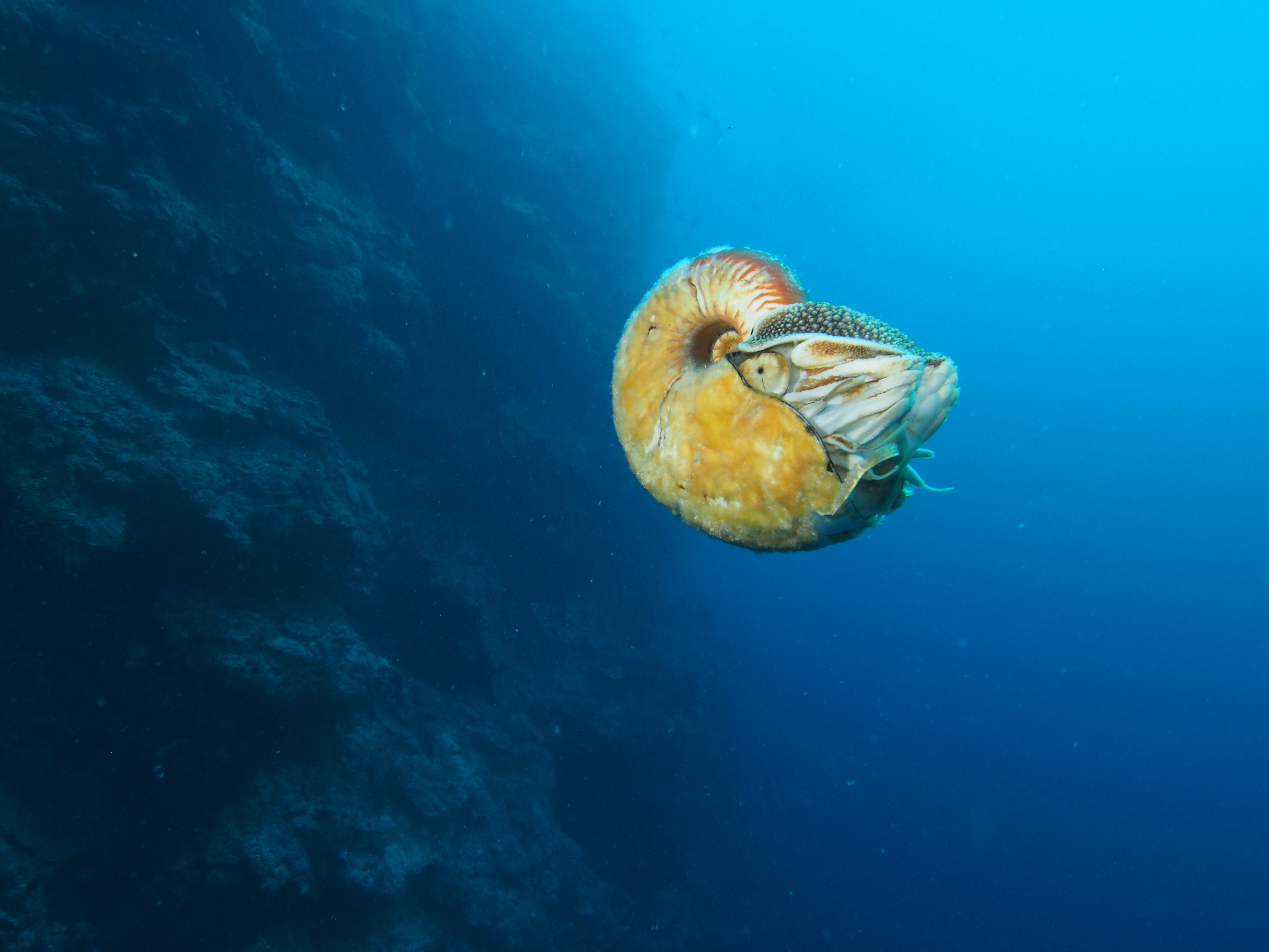 elusive-sea-creature-with-hairy-slimy-shell-spotted-after-31-years