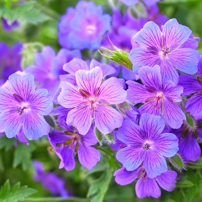 hardy geranium plant with bright purple blue flowers