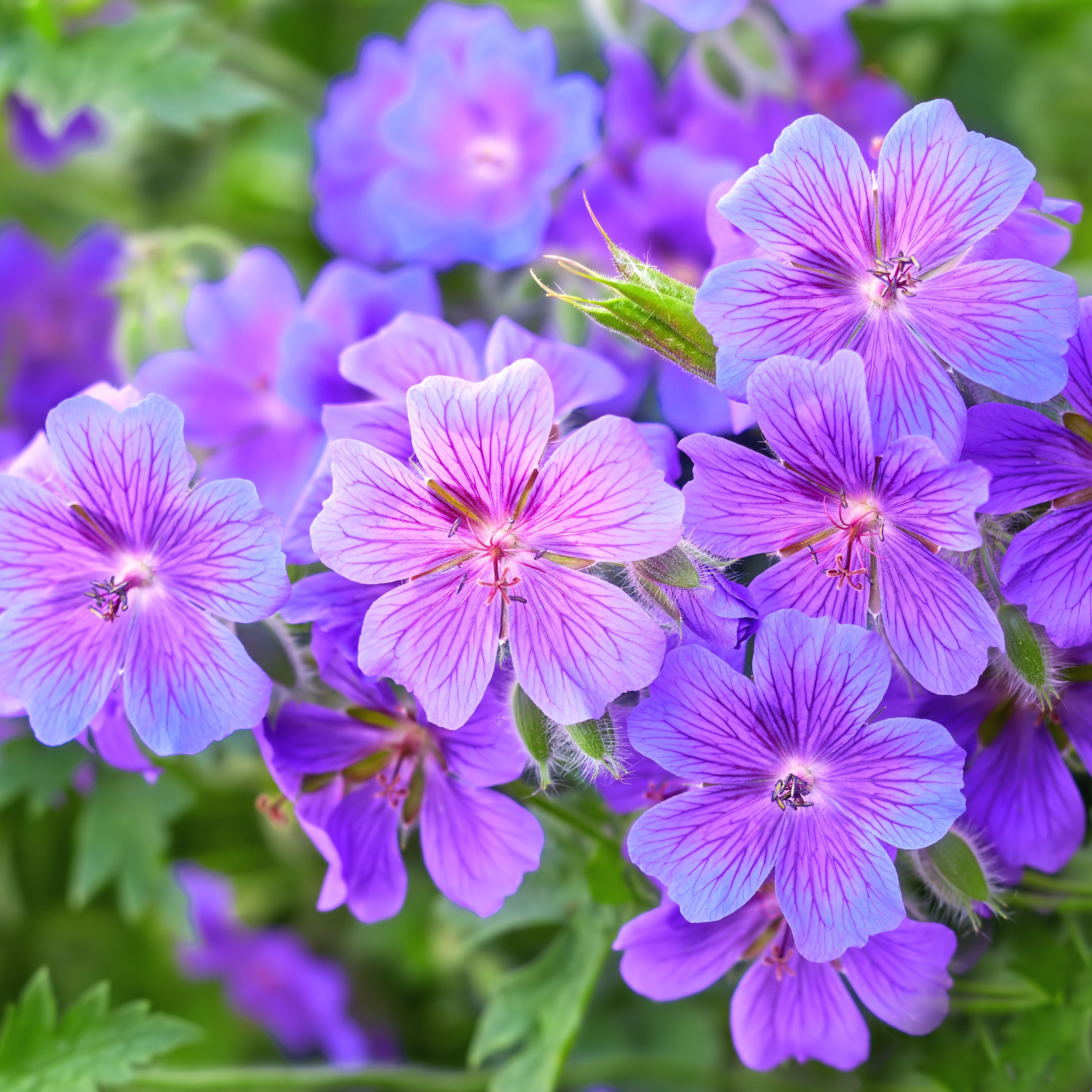 hardy geranium plant with bright purple blue flowers