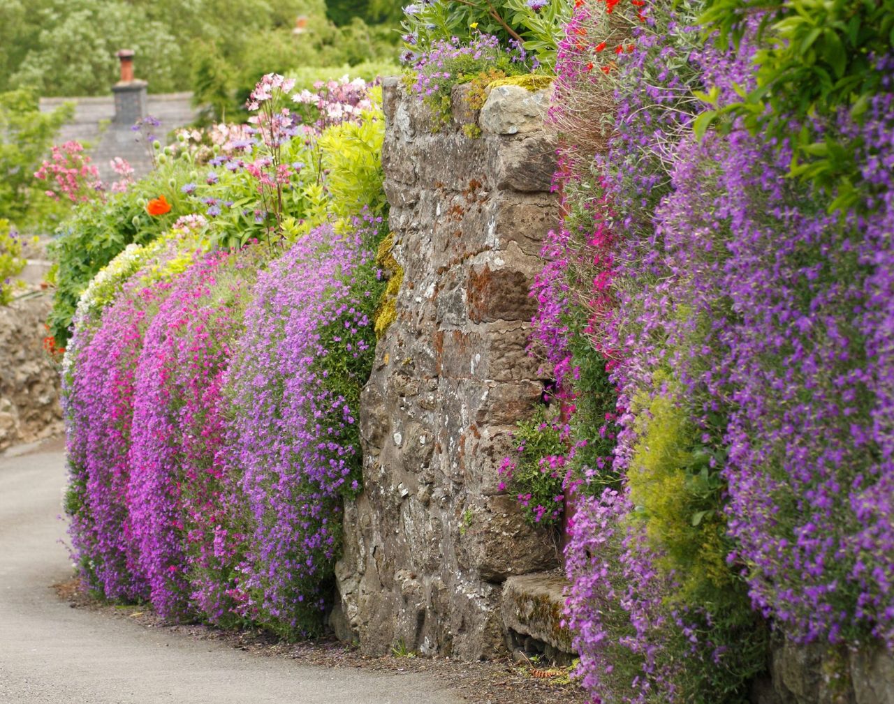 Lilac and pick aubretias cascade down a stone wall in the Peak District village of Winster.