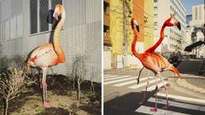 AI generated flamingos on real travel images taken by photographer Ben Brain