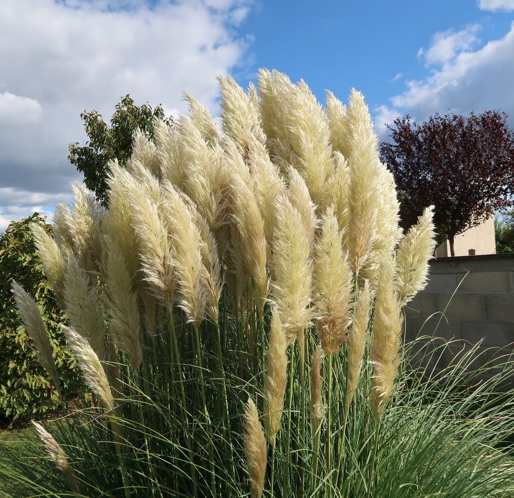Pampas Grass Pruning - Learn How To Cut Back Pampas Grass | Gardening ...